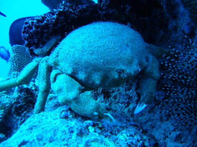 sponge_crab-diner.jpg