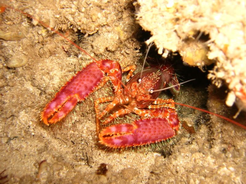 sc_lobster1.jpg