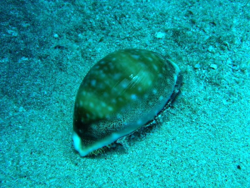 calf-cowrie22.jpg