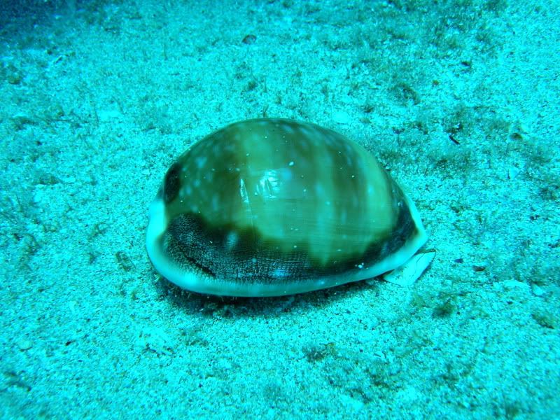 calf-cowrie23.jpg