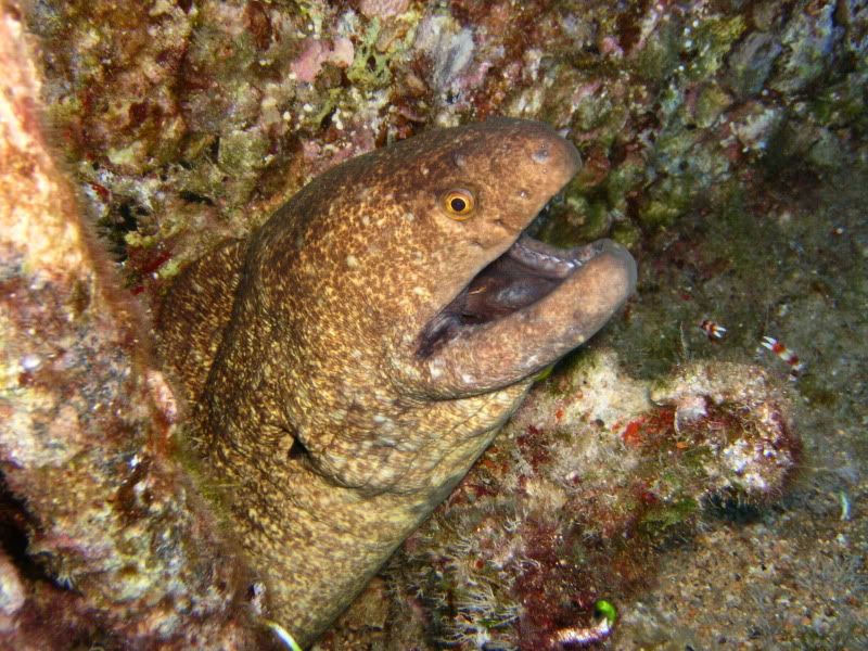 y-moray1.jpg