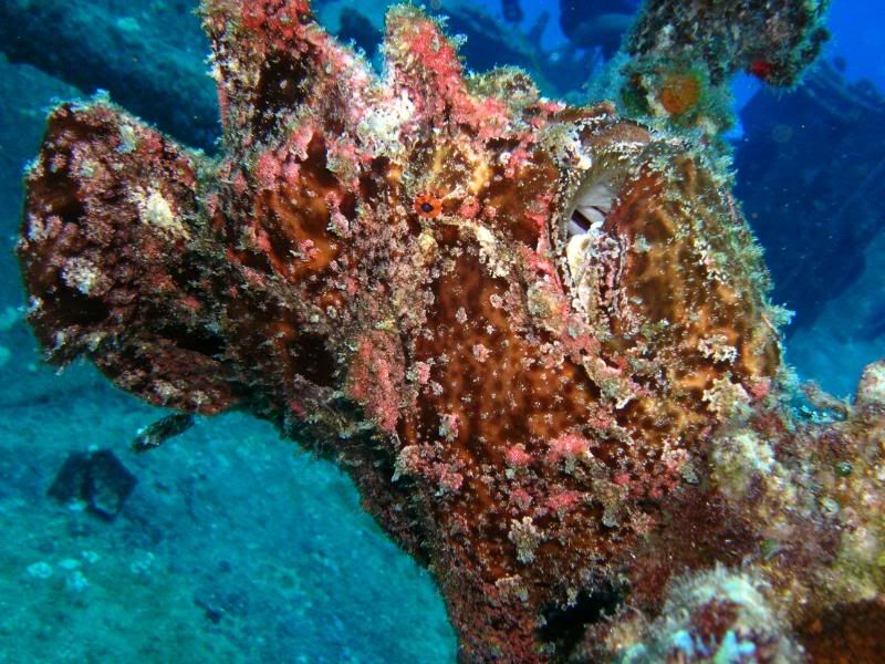 lcuw_frogfish1.jpg