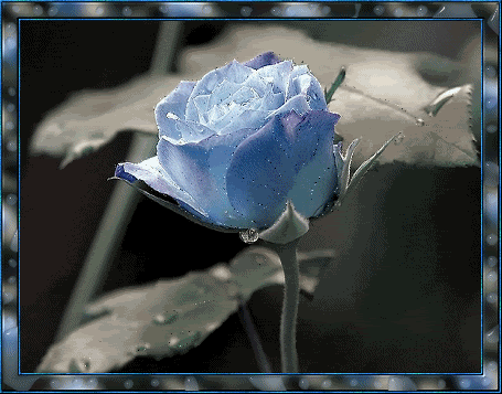 frozen flower photo: flower 153613cda3vfa14o.gif