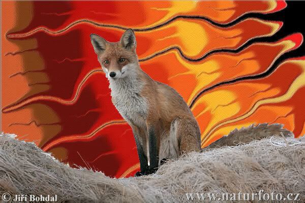 fox photo: FOX Fox.jpg