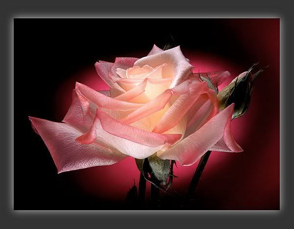 Bright Rose Flowers for Wallpaper