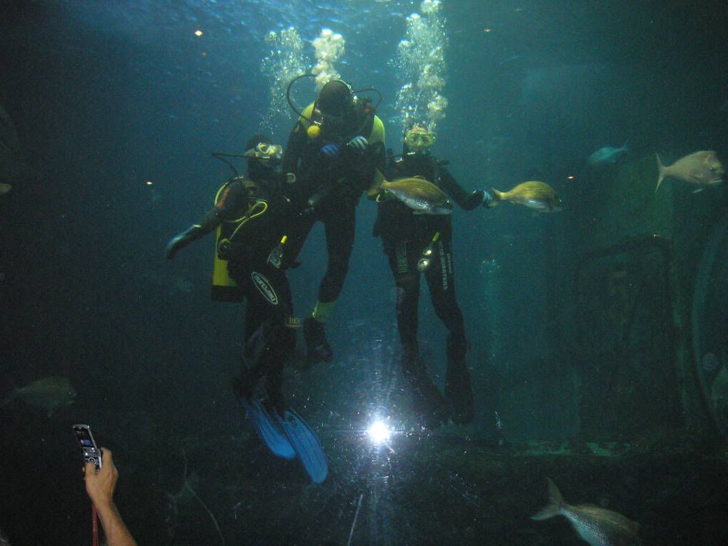 P1010311.jpg Swim with sharks image by danni2_2007