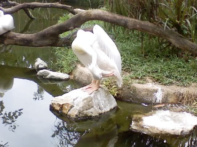 Photo Sharing and Video Hosting at Photobucket