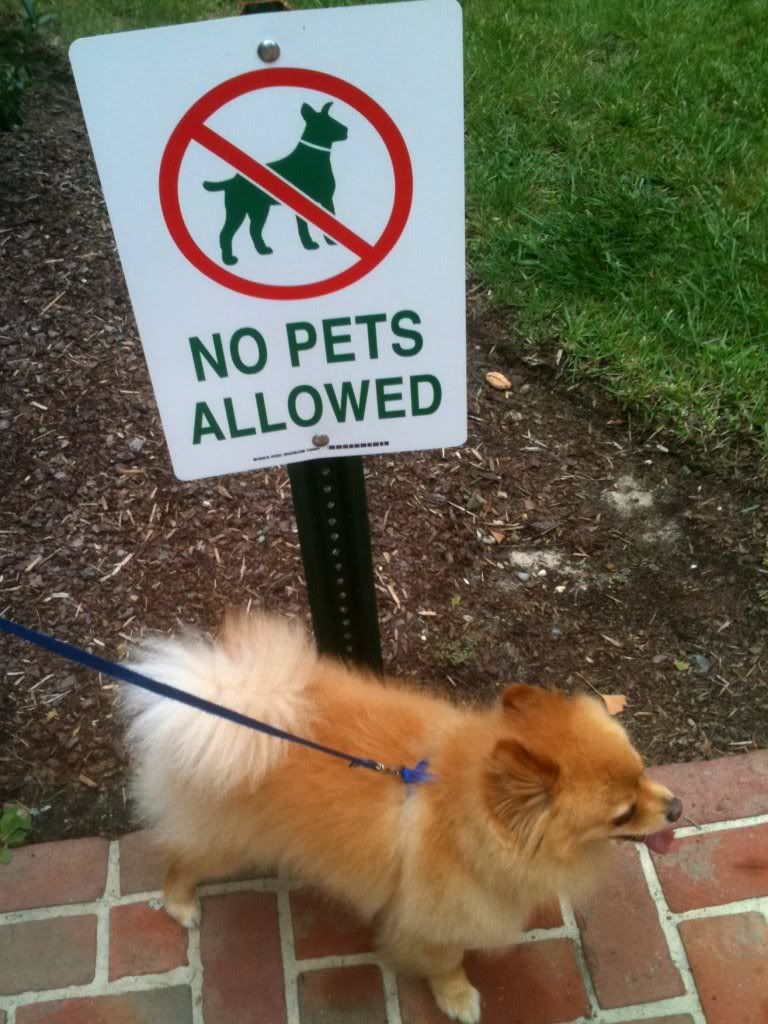 No Dogs Allowed