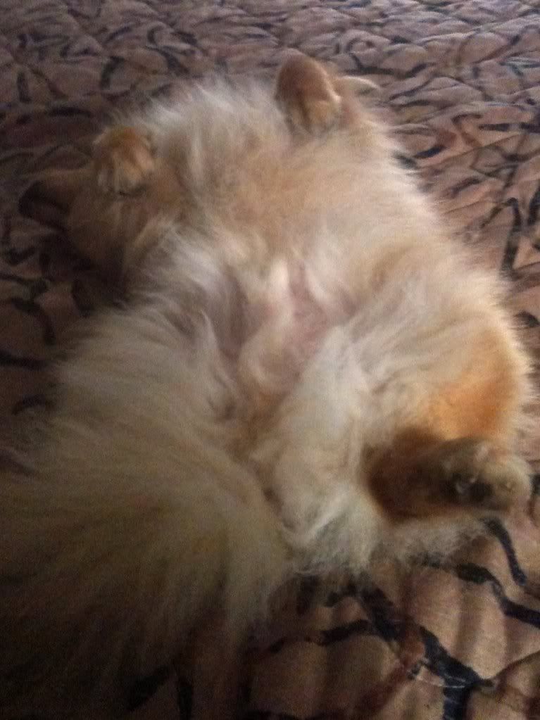 Tired Teddy
