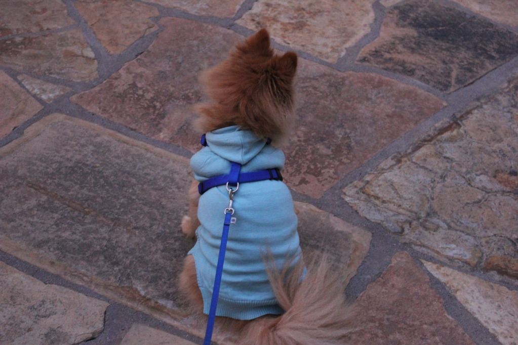 Teddy Sitting