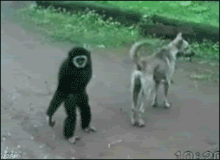 Gibbon monkey dog tail