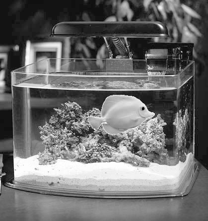 [Image: 3-gallon-picotope-aquarium.jpg]