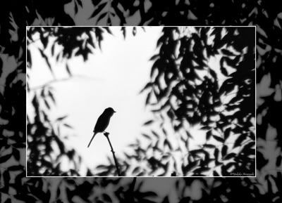 Bird in the trees greeting cards in black & white