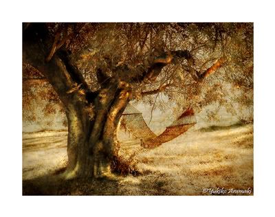 Under the Tree Photo by Yukiko Aramaki