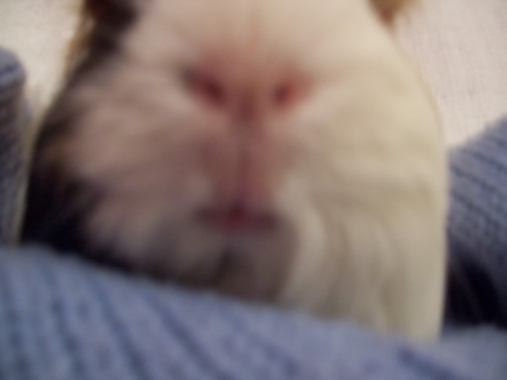 Guineas002.jpg