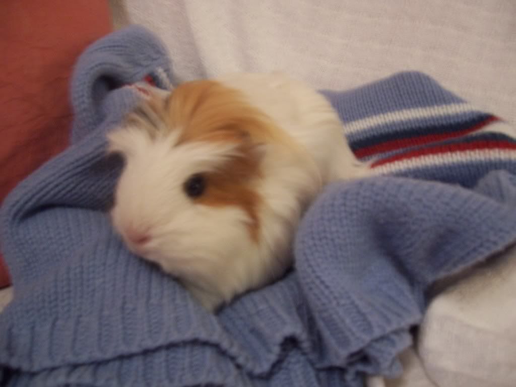 Guineas003.jpg