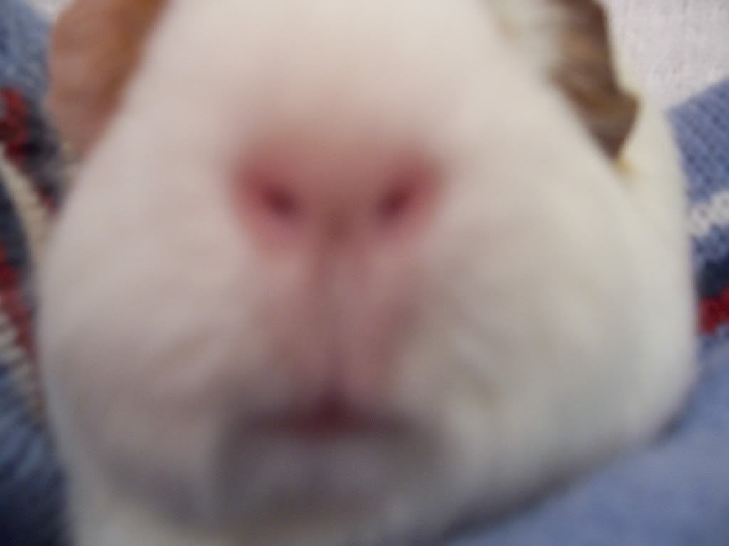 Guineas006.jpg