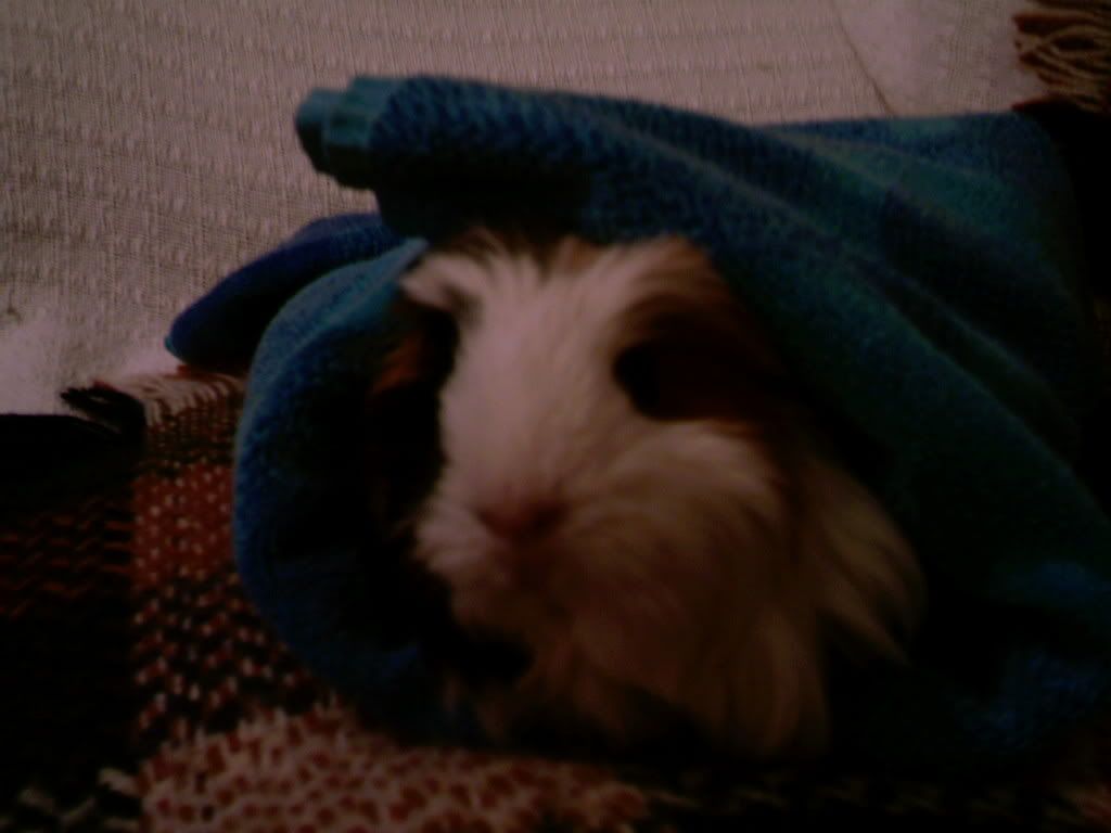 Pets001.jpg