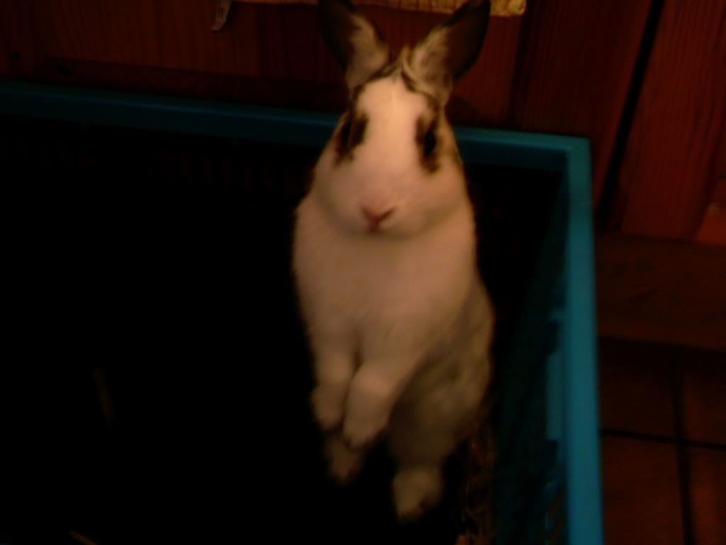 Pets005.jpg