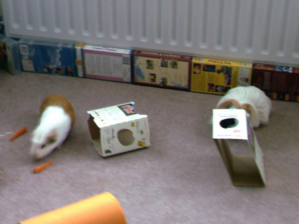 Pets006.jpg