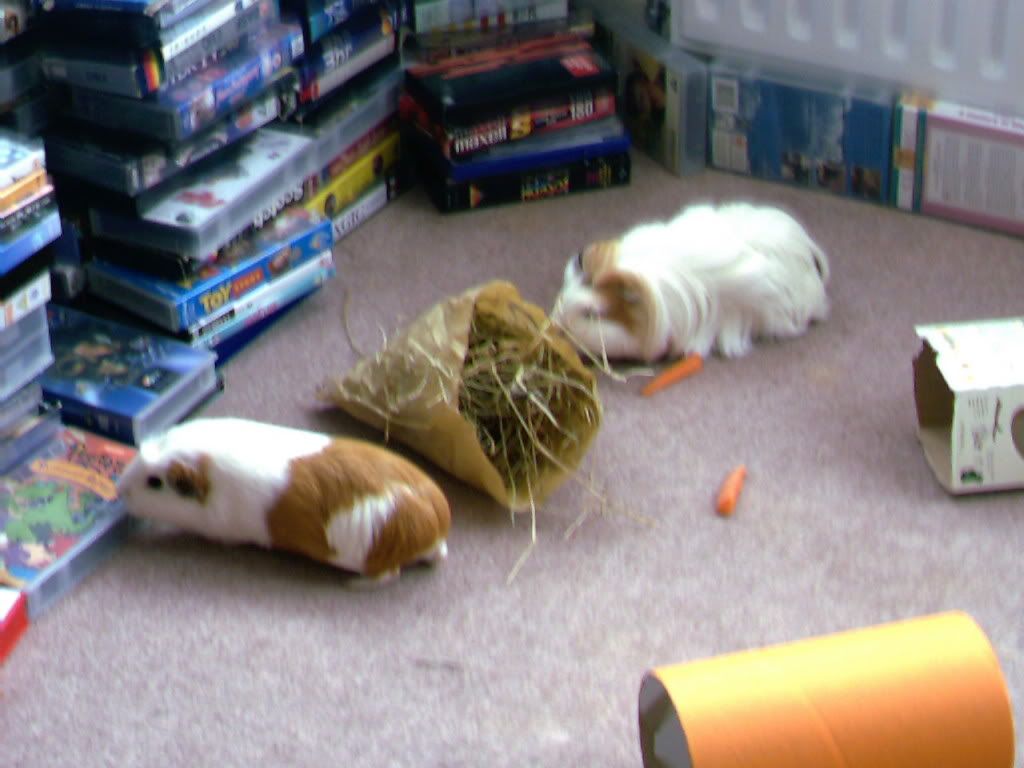 Pets007.jpg