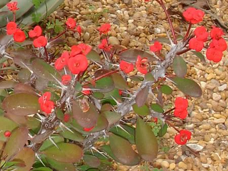 euphorbia milii