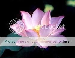 Lotus Rose Pictures, Images and Photos