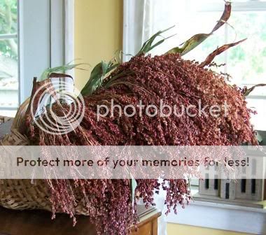 Dried Flowers   Red Broom Corn   Primitive Crock Filler