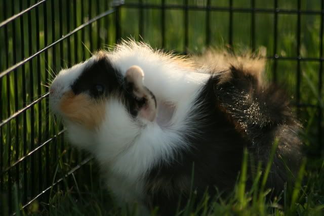 OutsideGuineas042.jpg
