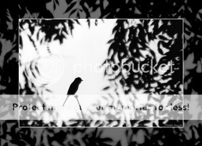 https://i194.photobucket.com/albums/z83/violetbucket/Photo-Blog/bird-in-trees.jpg